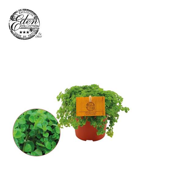 Pilea Depressa 15cm - Plante d'intérieur- La Green Touch - Image 1