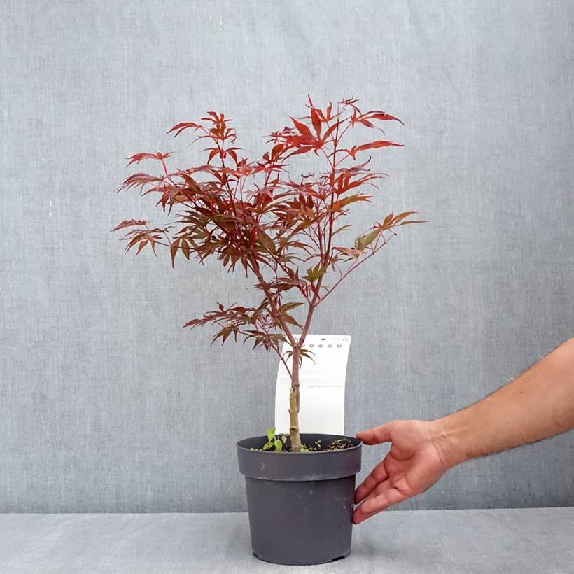 Érable du Japon - Acer palmatum Peve Dave Pot de 3L/4L - Imagen 2