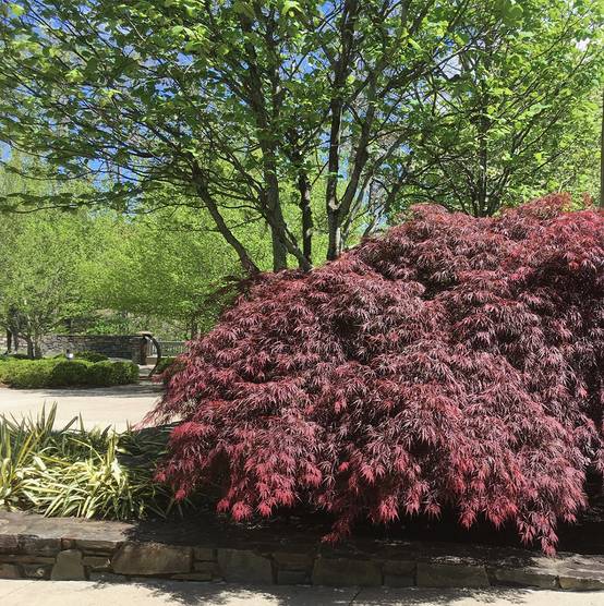 Érable du Japon - Acer palmatum Peve Dave Pot de 3L/4L - Image 1