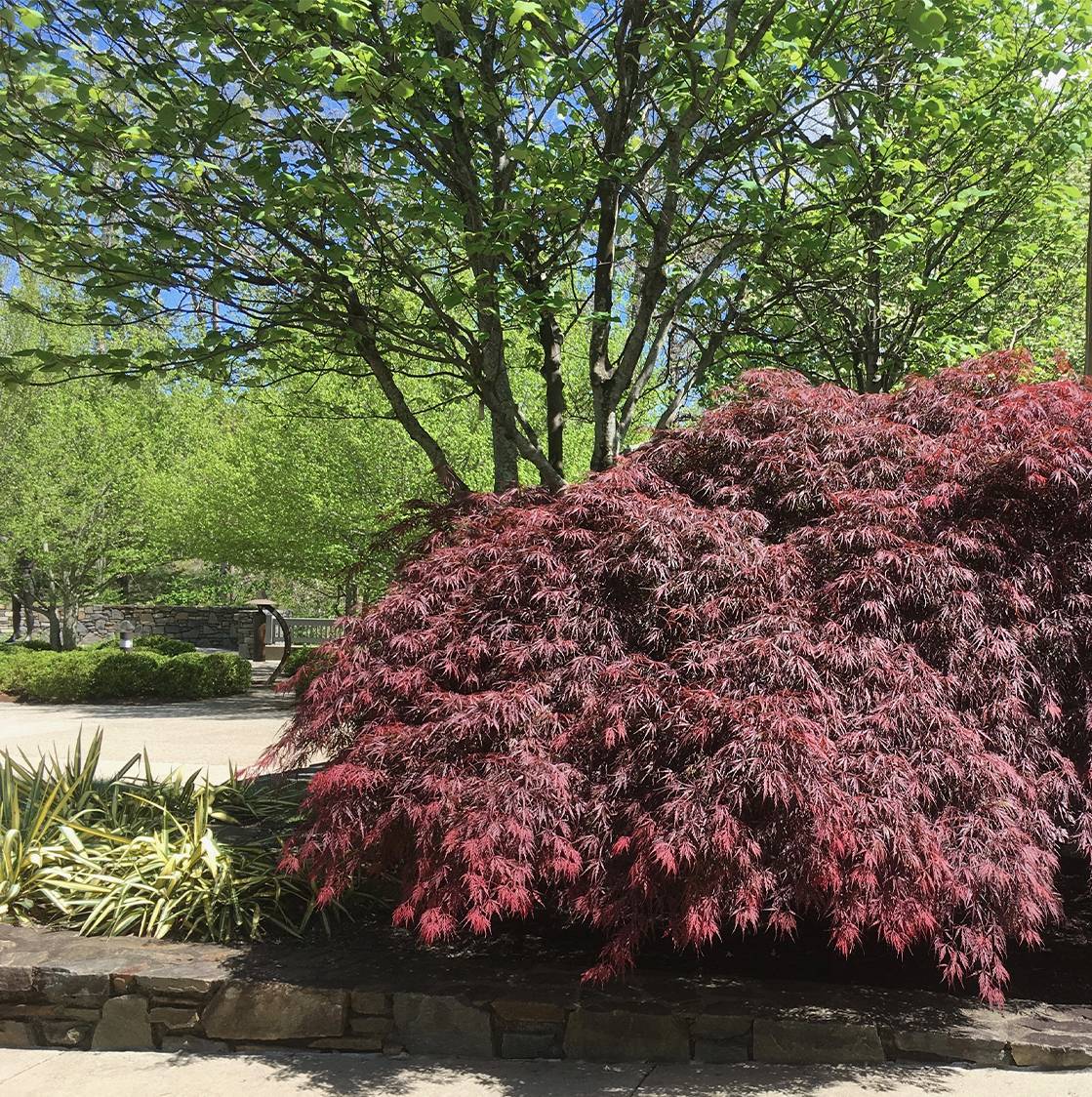 Érable du Japon - Acer palmatum Peve Dave Pot de 3L/4L - Imagen 1