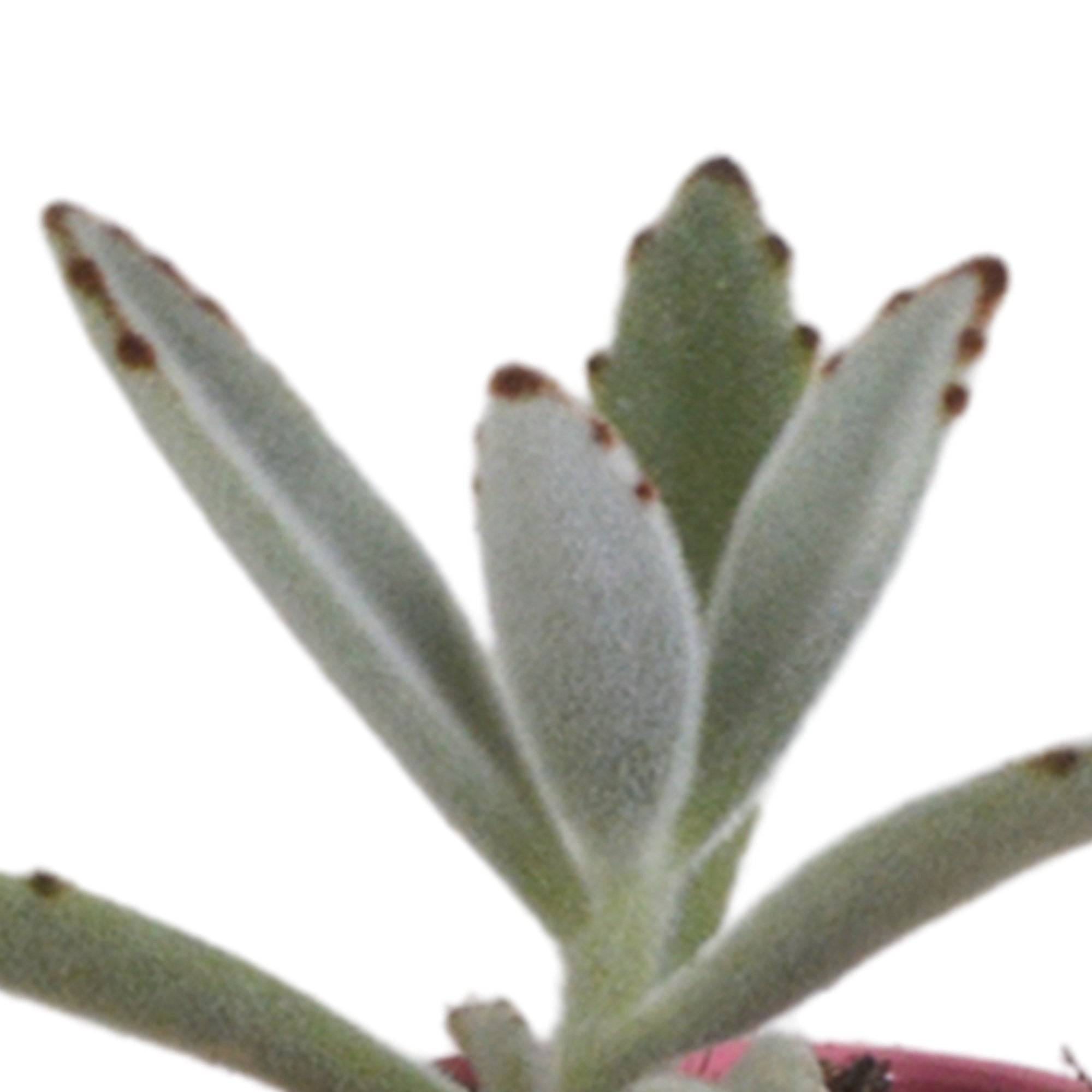 La Green Touch - Mix de 5 succulentes et leurs caches-pots colorés h13cm- La Green Touch - Imagen 4