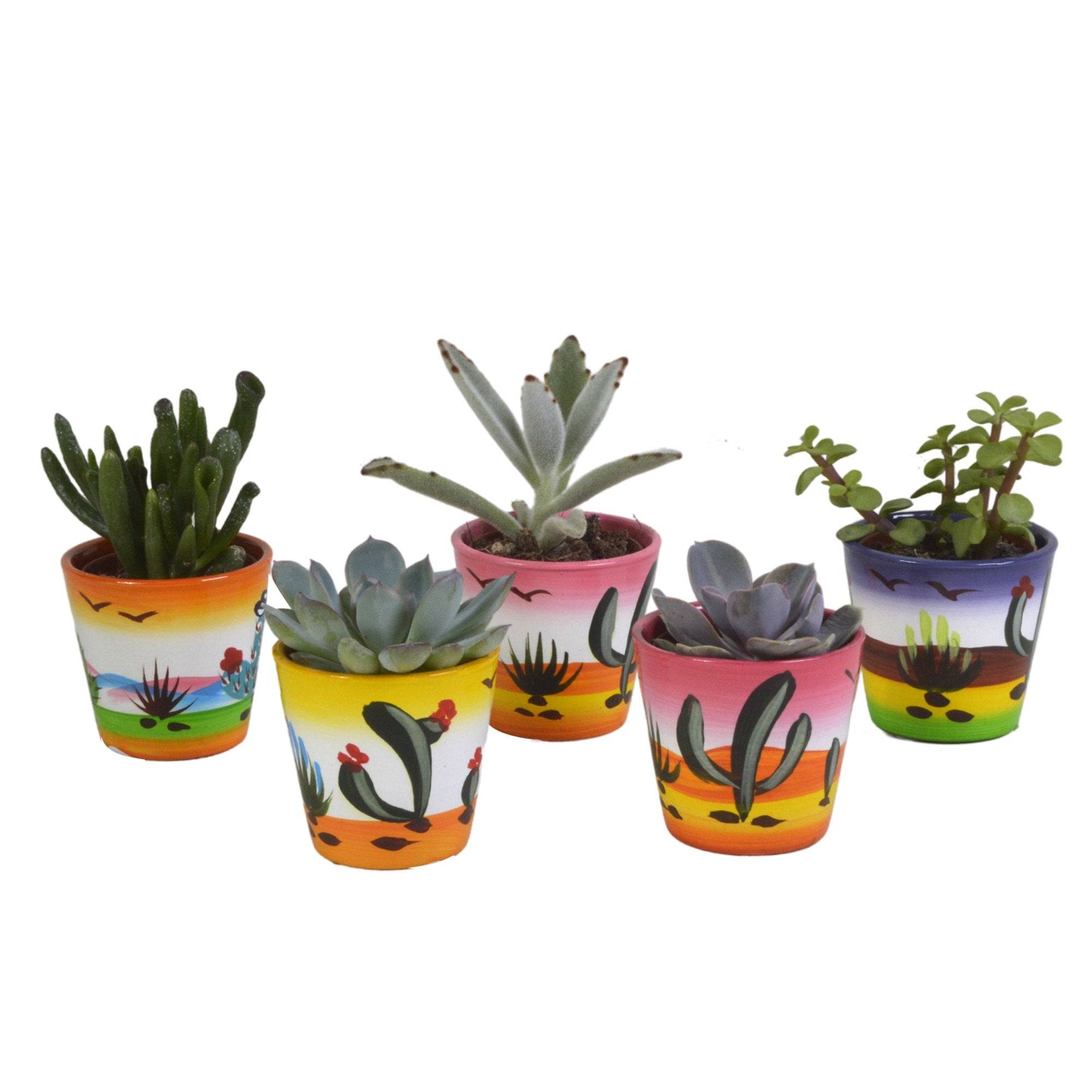 La Green Touch - Mix de 5 succulentes et leurs caches-pots colorés h13cm- La Green Touch - Imagen 2
