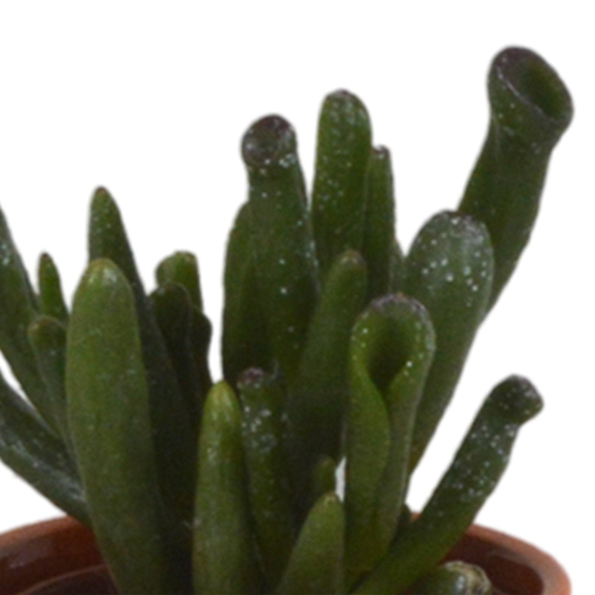 La Green Touch - Mix de 5 succulentes et leurs caches-pots colorés h13cm- La Green Touch - Imagen 6
