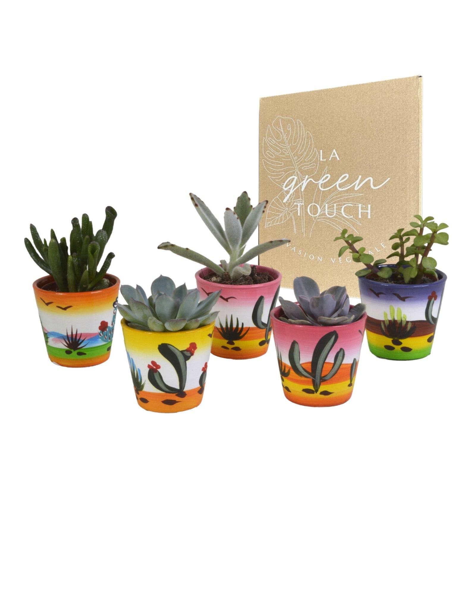 La Green Touch - Mix de 5 succulentes et leurs caches-pots colorés h13cm- La Green Touch - Imagen 1