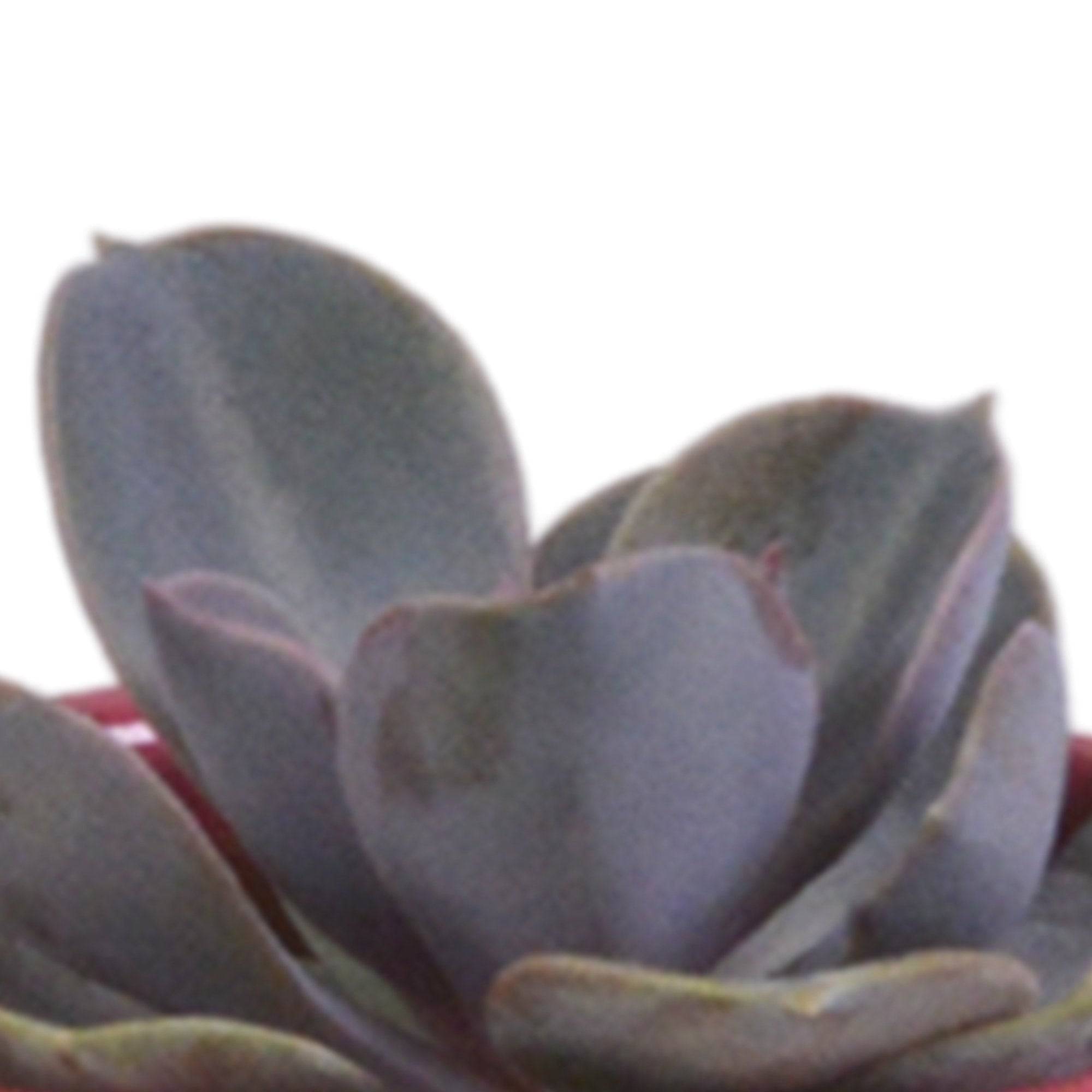 La Green Touch - Mix de 5 succulentes et leurs caches-pots colorés h13cm- La Green Touch - Imagen 5