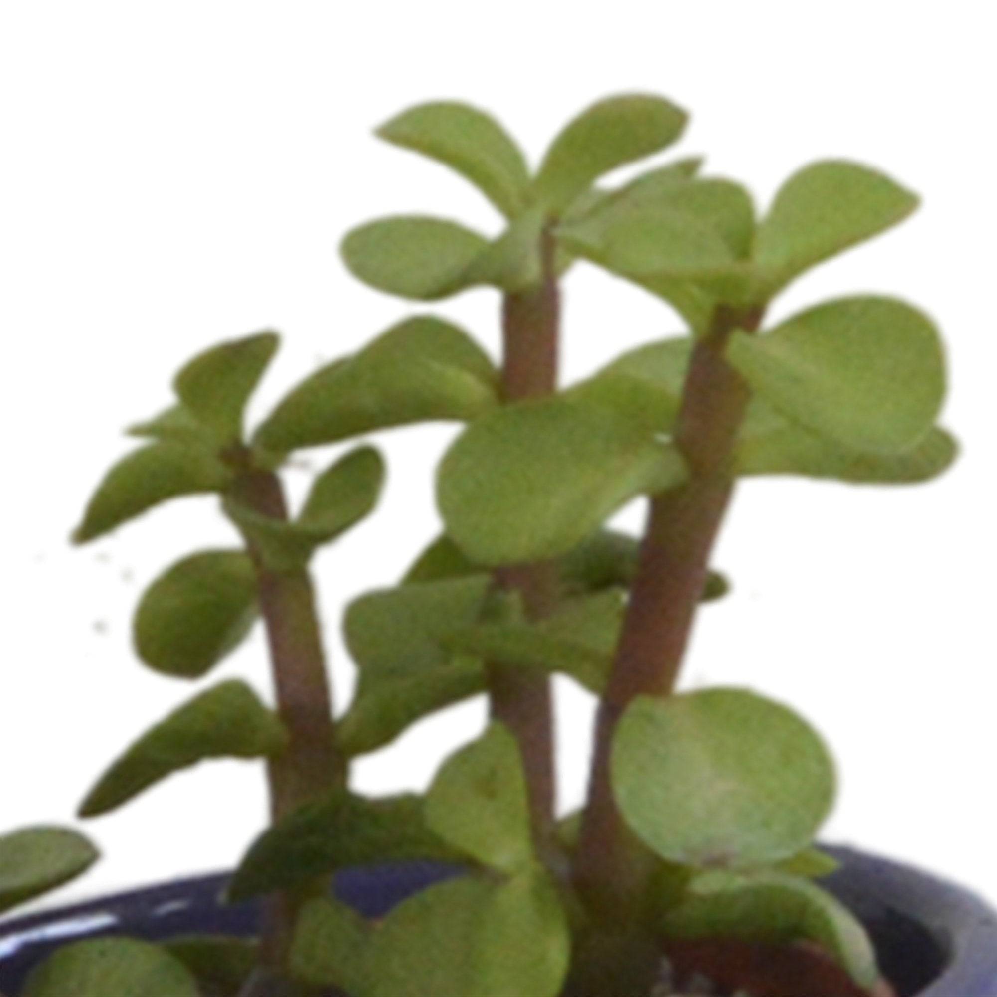 La Green Touch - Mix de 5 succulentes et leurs caches-pots colorés h13cm- La Green Touch - Imagen 7
