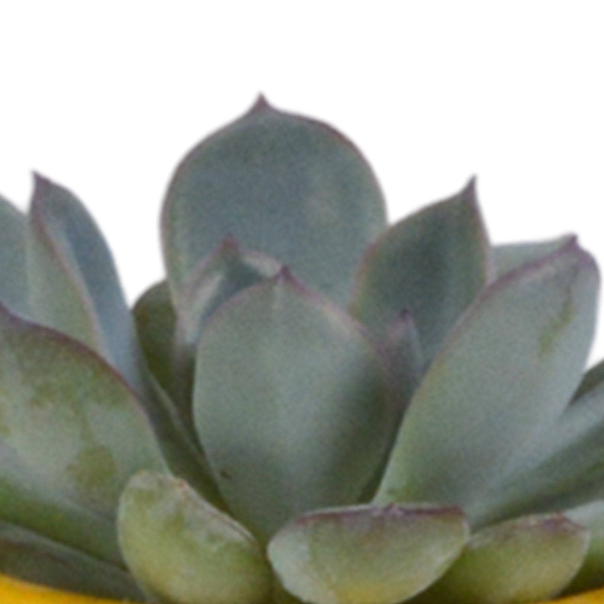 La Green Touch - Mix de 5 succulentes et leurs caches-pots colorés h13cm- La Green Touch - Imagen 3