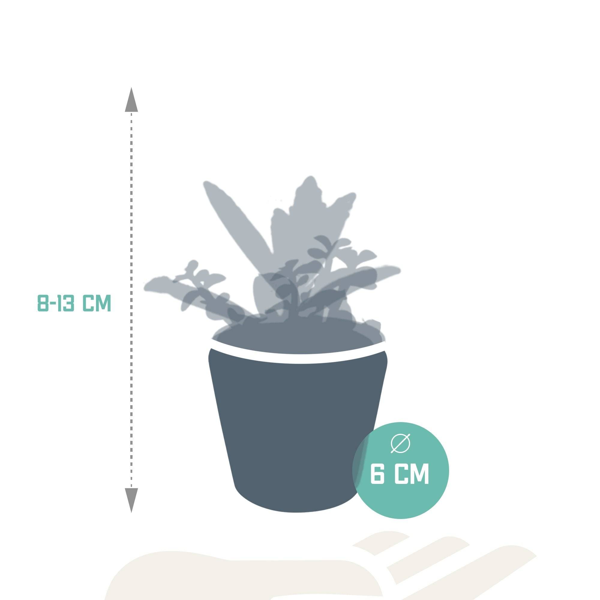 La Green Touch - Mix de 5 succulentes et leurs caches-pots colorés h13cm- La Green Touch - Imagen 8