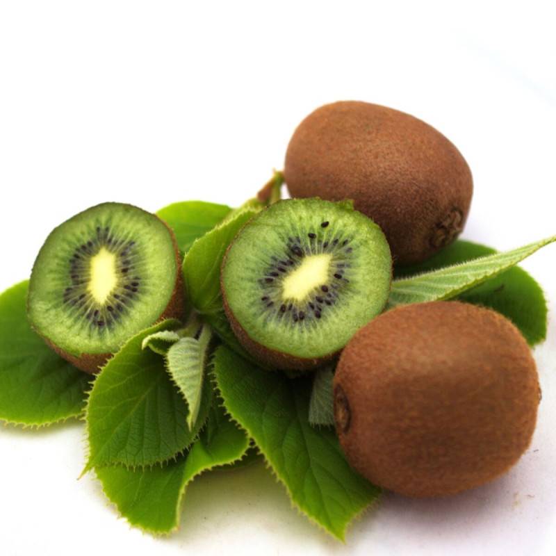 Kiwi Solo (autofertile) à fleurs Blanche - feuillage Caduc - Godet - 5/20 cm-  hauteur à maturité De 3,00 m à 5,00 m - Imagen 5