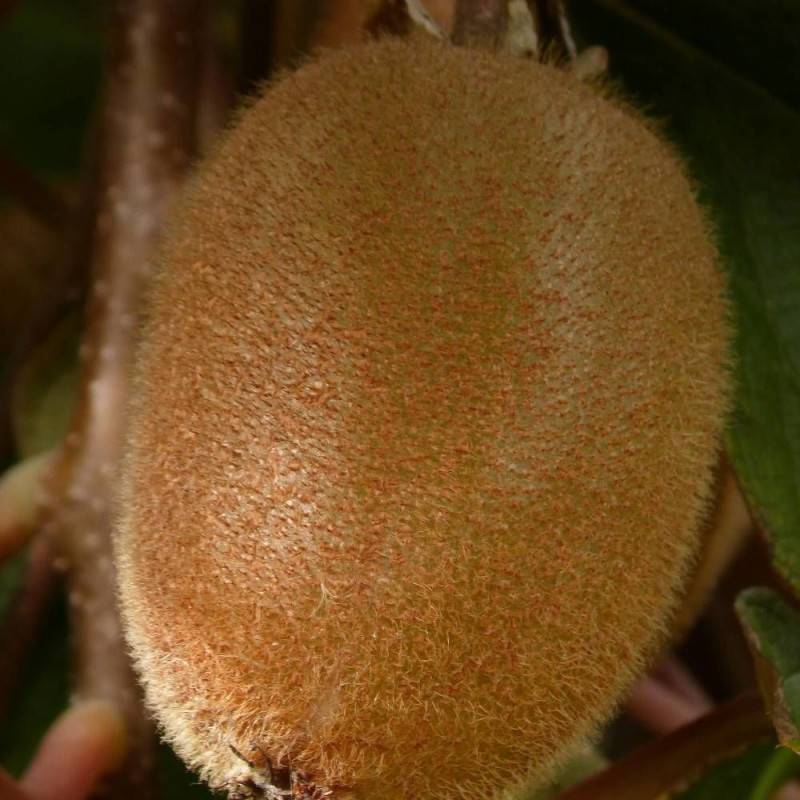 Kiwi Solo (autofertile) à fleurs Blanche - feuillage Caduc - Godet - 5/20 cm-  hauteur à maturité De 3,00 m à 5,00 m - Imagen 6
