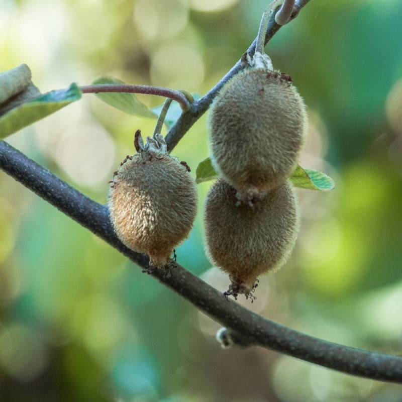 Kiwi Solo (autofertile) à fleurs Blanche - feuillage Caduc - Godet - 5/20 cm-  hauteur à maturité De 3,00 m à 5,00 m - Imagen 7