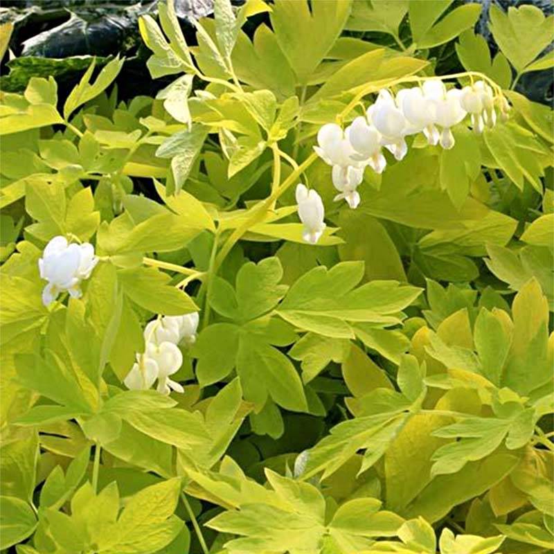 Promesse de Fleurs - Coeur de Marie - Dicentra spectabilis White Gold Godet de 8/9 cm