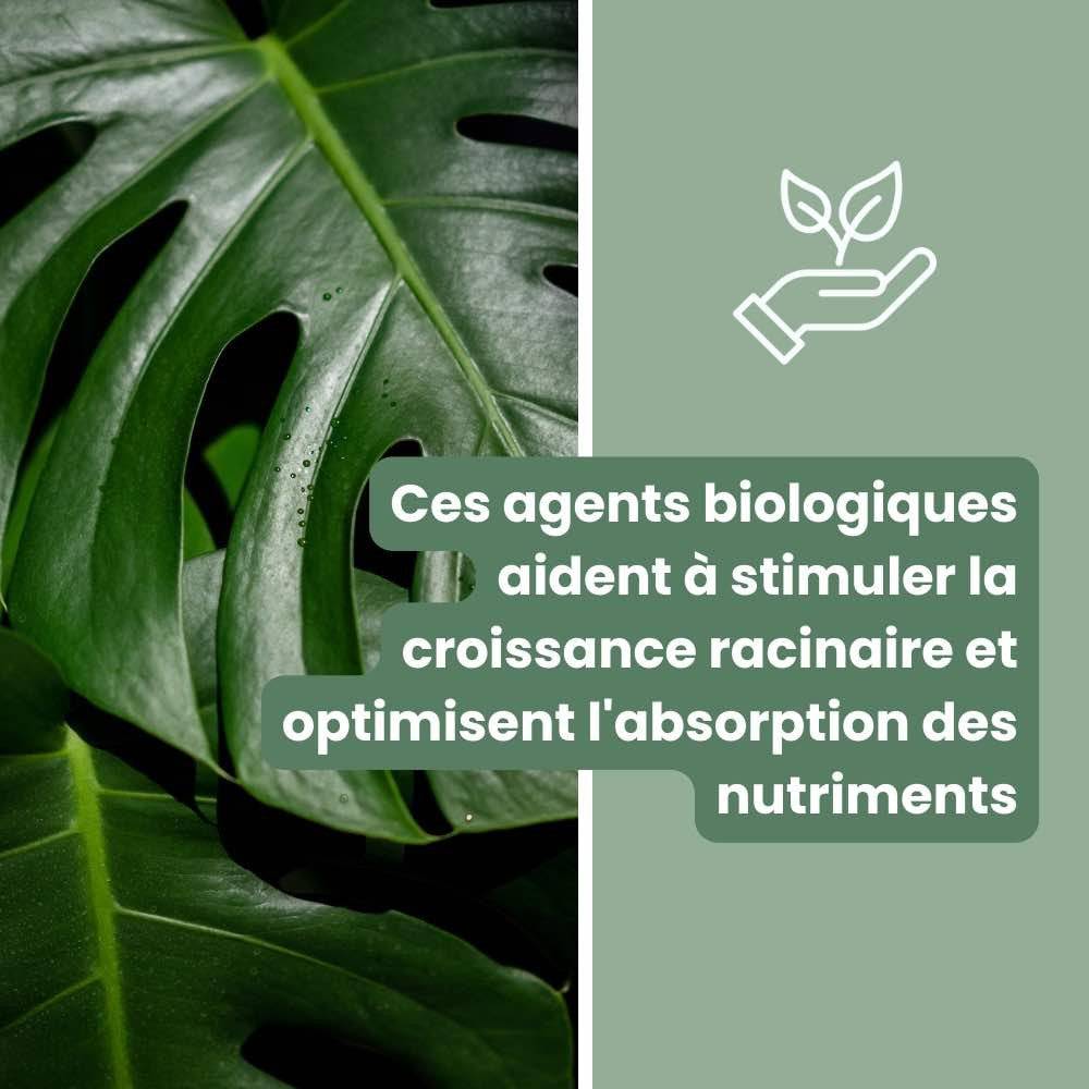 Terreau monstera - Enrichi en mycorhize et bacillus - Substrat Aracées - 10L - Terreau rempotage - Image 5