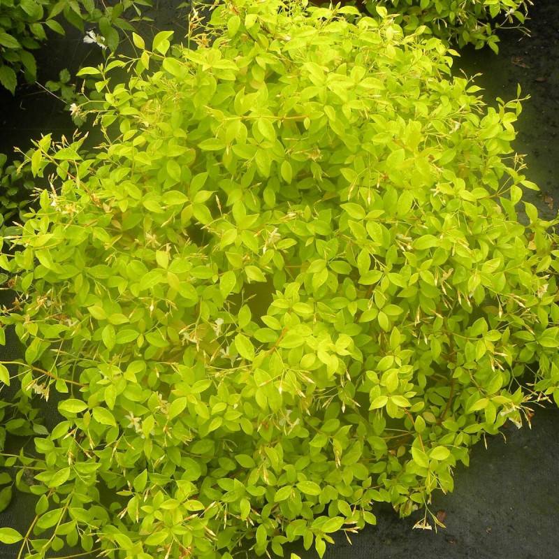 Jasmin étoilé Golden Memories® à fleurs Jaune - feuillage Persistant - Godet - 5/20 cm-  hauteur à maturité De 3,00 m à 5,00 m - Imagen 1