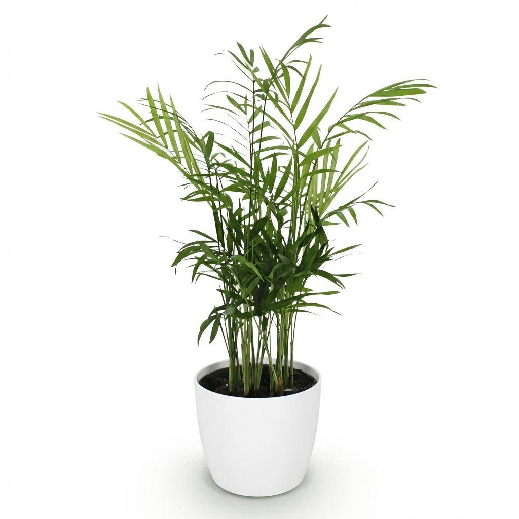 La Green Touch - Chamaedorea Elegans - H40cm - Image 3