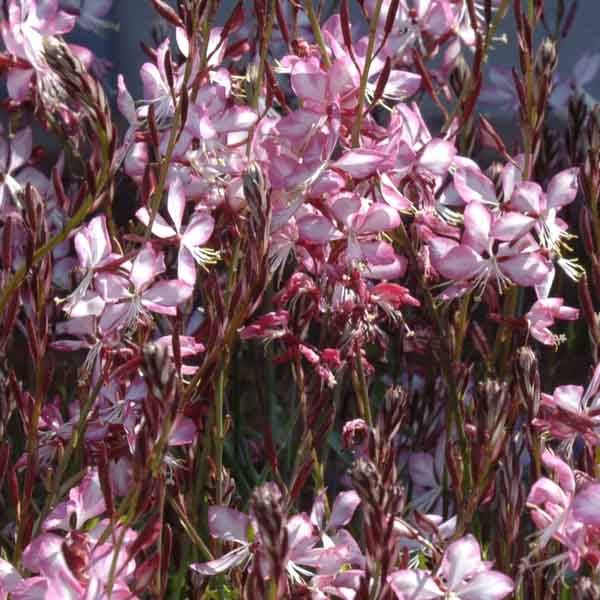 Gaura lindheimeri Rosy Jane Godet de 8/9 cm