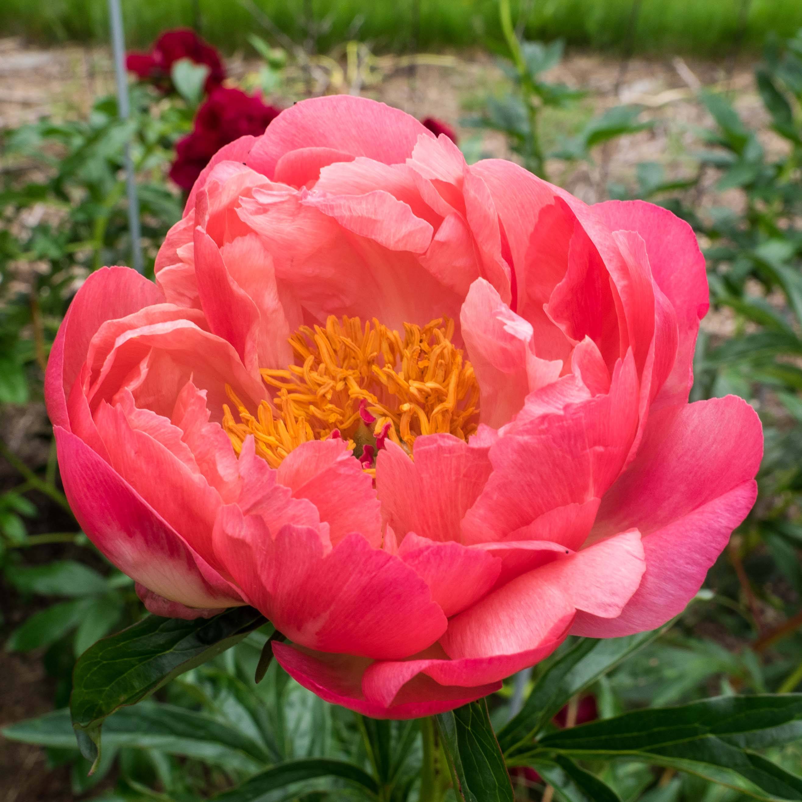 Pivoine lactiflora Coral Charm Pot de 3L/4L