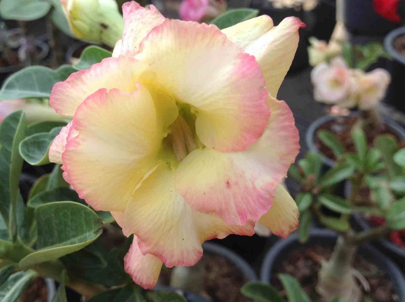 Sans Marque - Adenium obesum cv.Banburi jaune Rose - Caudex d'environ 150g - Image 1