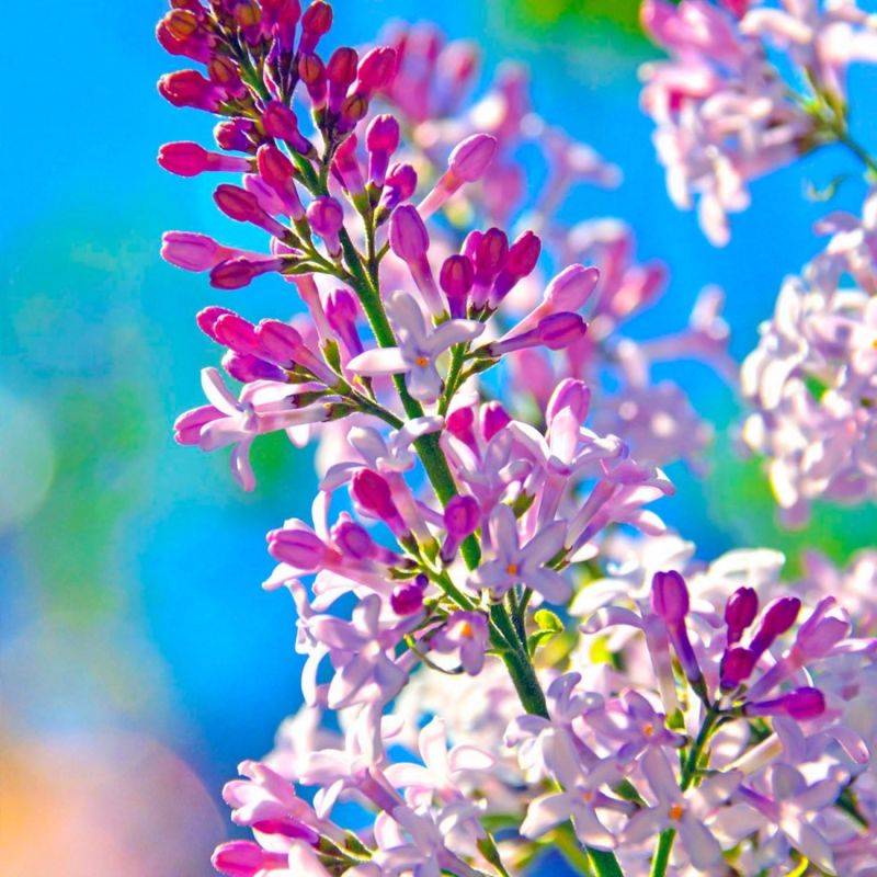 Lilas de Chine 'Superba' (Syringa Microphylla) - Godet - Taille 13/25cm - Pépinières Naudet - Image 1