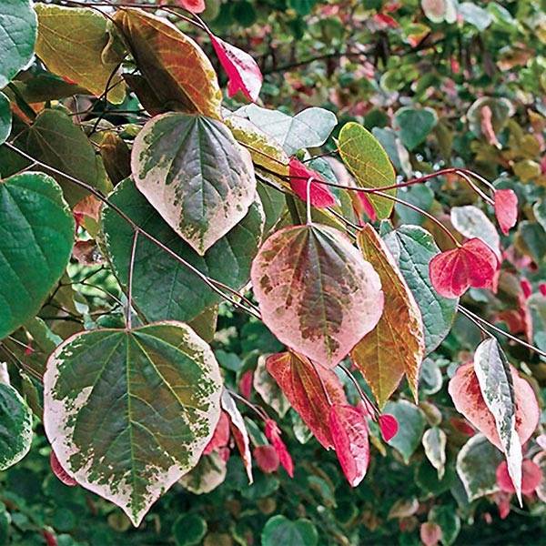 Cercis Carolina Sweetheart - Gainier du Canada panaché Pot de 3L/4L