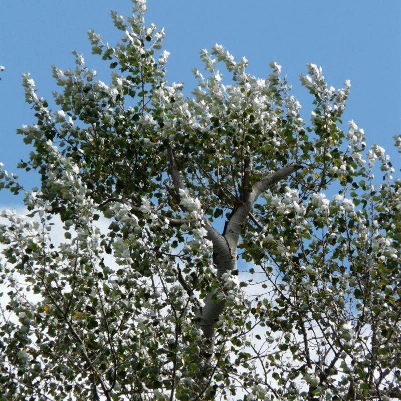 Peuplier blanc (Populus alba) - Godet - Taille 30/50cm - Pépinières Naudet - Imagen 1