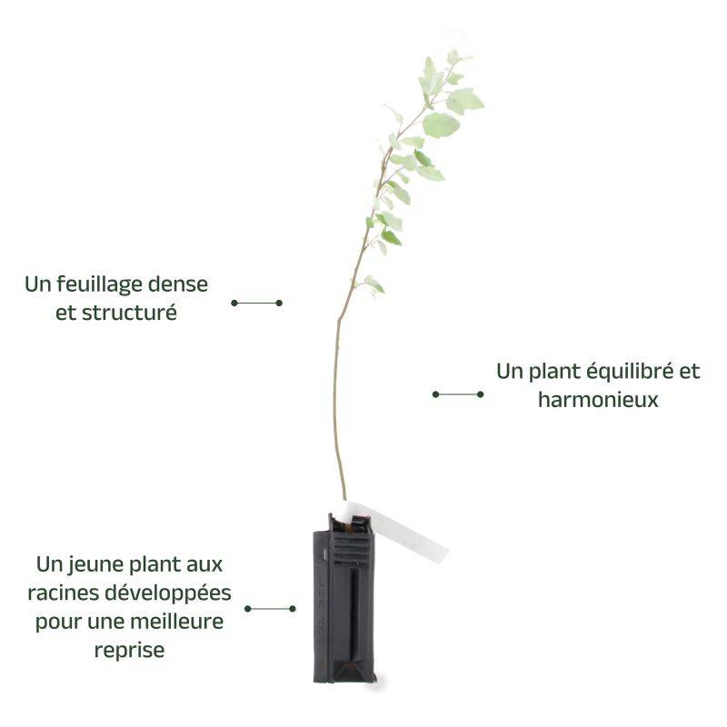 Peuplier blanc (Populus alba) - Godet - Taille 30/50cm - Pépinières Naudet - Imagen 3