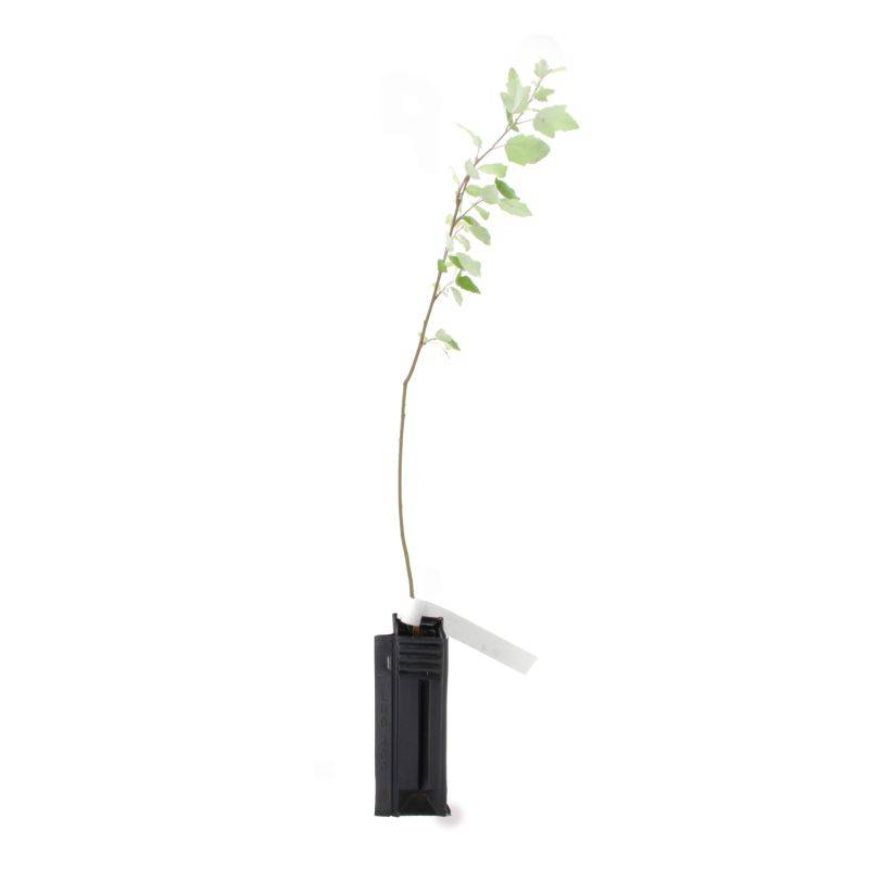 Peuplier blanc (Populus alba) - Godet - Taille 30/50cm - Pépinières Naudet - Imagen 2