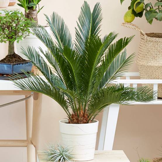 Gardenersdream - Plante D'Intérieur Cycas Revoluta | Idéal Pour La Maison Ou Le Bureau | De 30 À 40 Cm En Pot - GardenersDream - Image 1