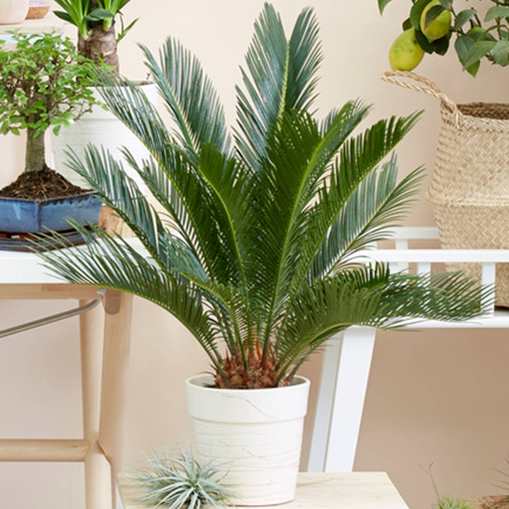 Gardenersdream - Plante D'Intérieur Cycas Revoluta | Idéal Pour La Maison Ou Le Bureau | De 30 À 40 Cm En Pot - GardenersDream - Image 1