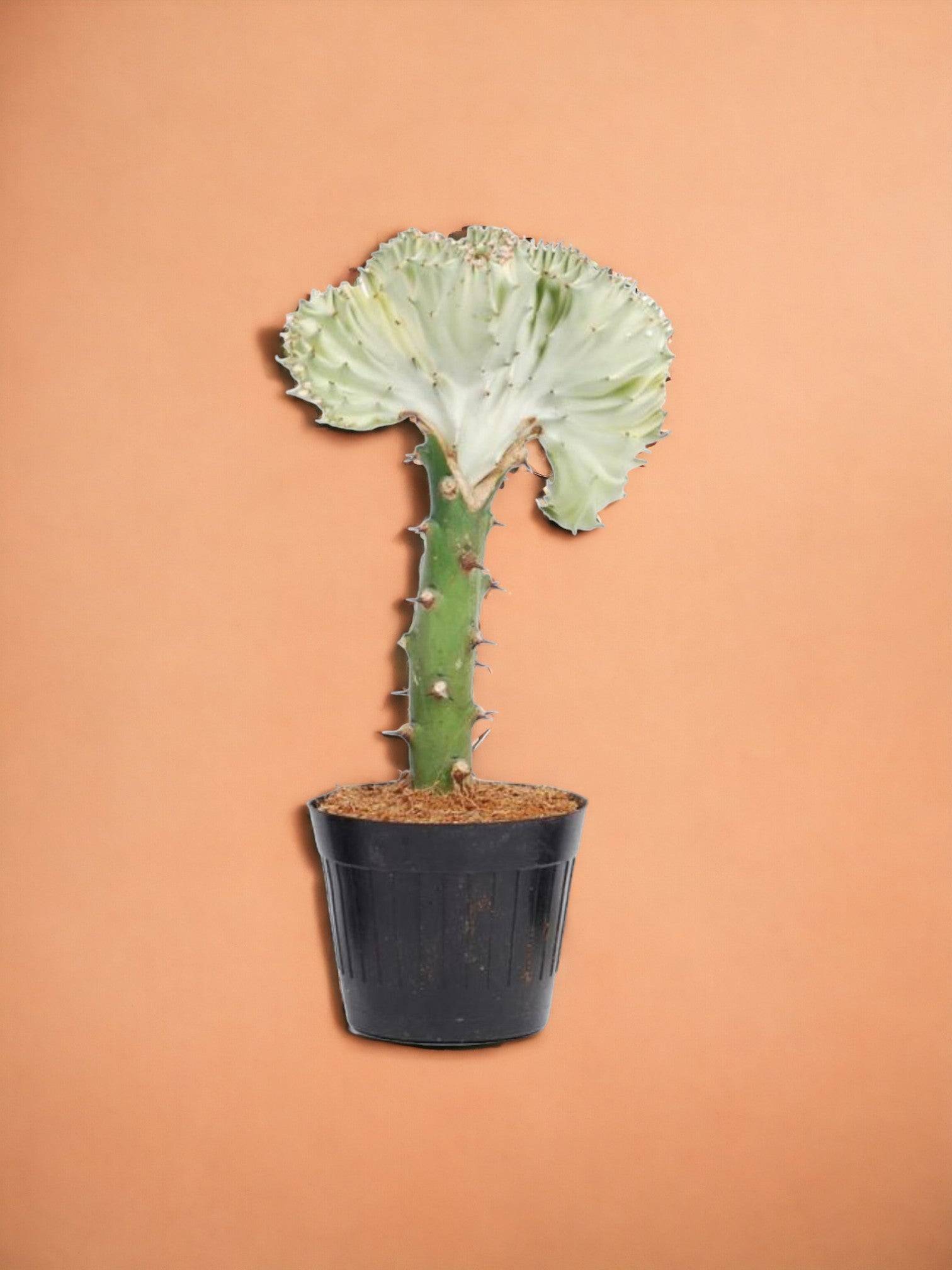 Euphorbia lactea Cristata blanc- La Green Touch - Imagen 1