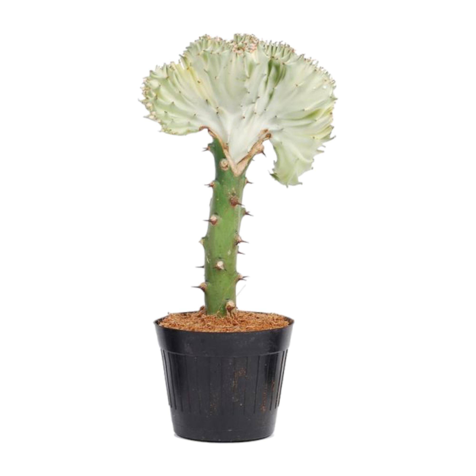 Euphorbia lactea Cristata blanc- La Green Touch - Imagen 2