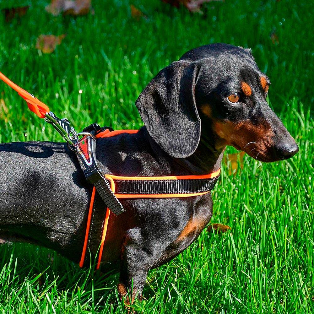 Ferplast - Ferplast Harnais ergonomique pour chiens AGILA FLUO 4, ajustement parfait, fermeture pratique avec lacet, rembourrage souple, A=B 42÷70 cm 20 mm Bleu - Imagen 4