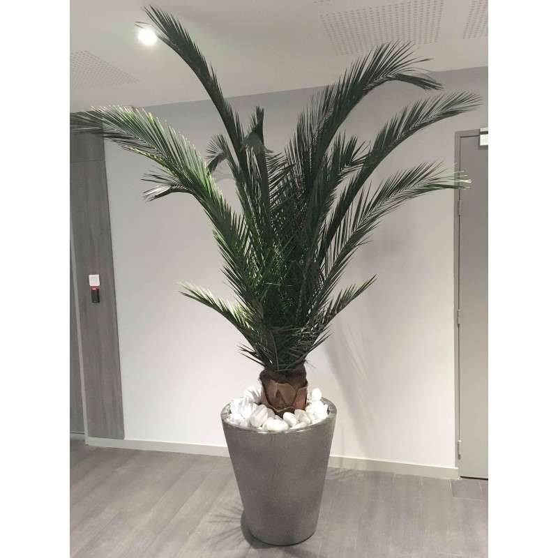 Sitemapcdatahttpsfoowindecoocompalmier Interieur Jardilandnull