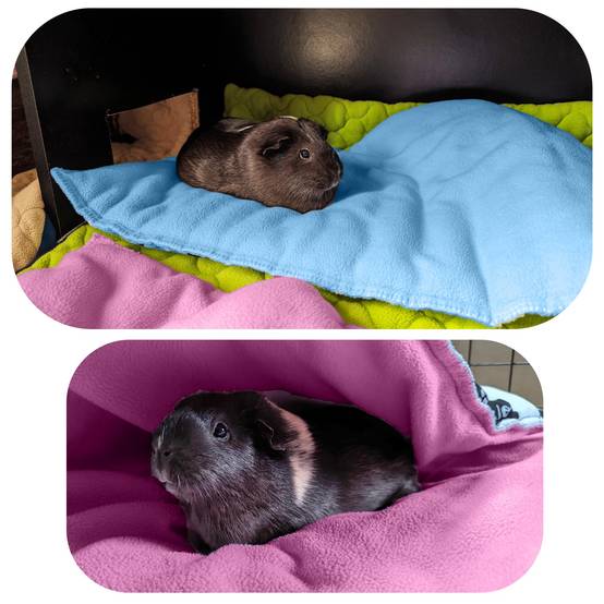 Tapis pour Cochon d'inde et Lapin en Polaire - 70 x 35 cm - Polaire Absorbant, Lavable en Machine, Economique et Ecologique - Neo Solvo - Image 5