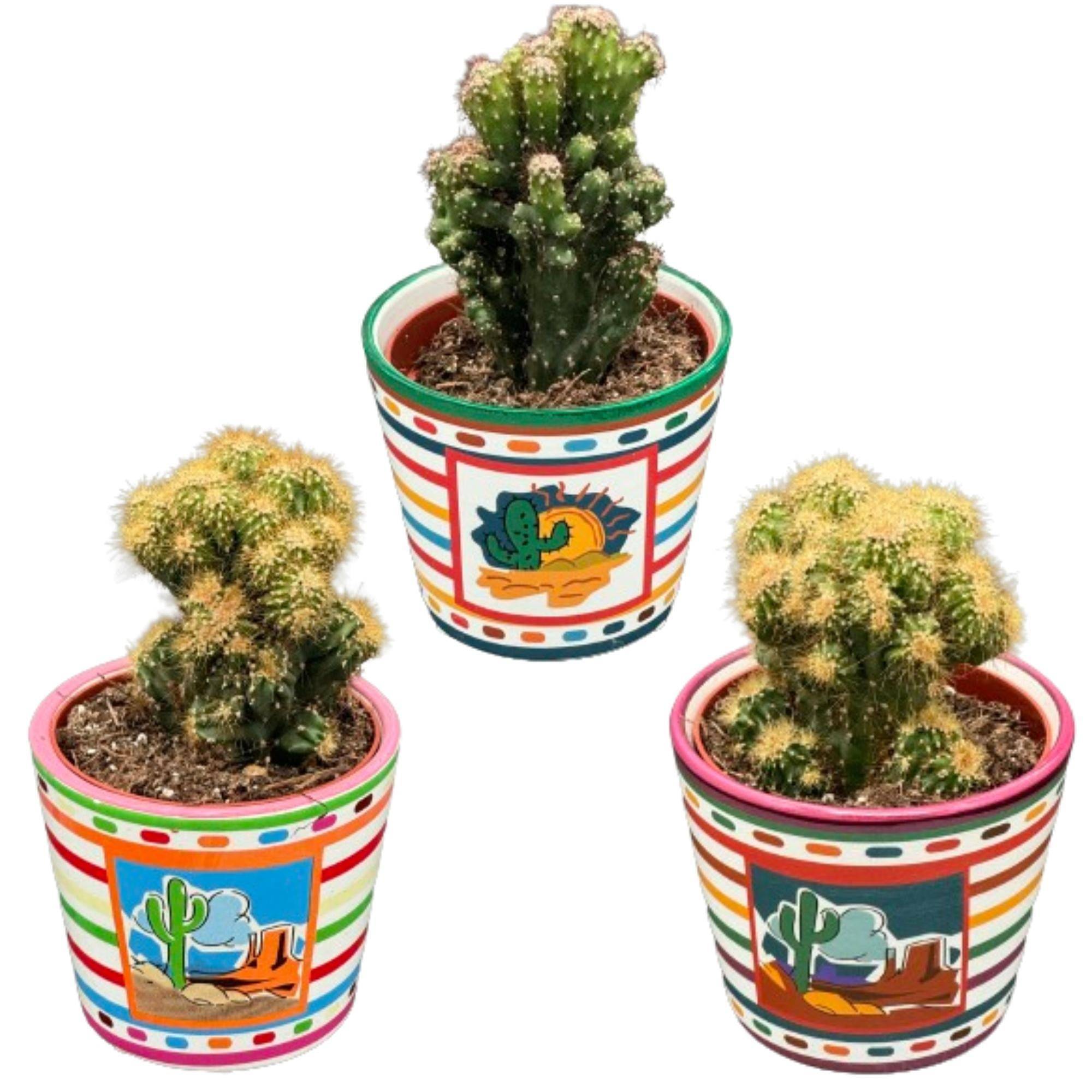 Trio Cactus Rotsen - Origine Mexique- La Green Touch - Image 1