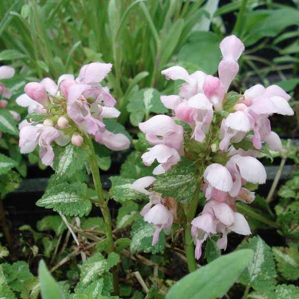 Lamium maculatum Shell Pink - Lamier rose Godet de 8/9 cm