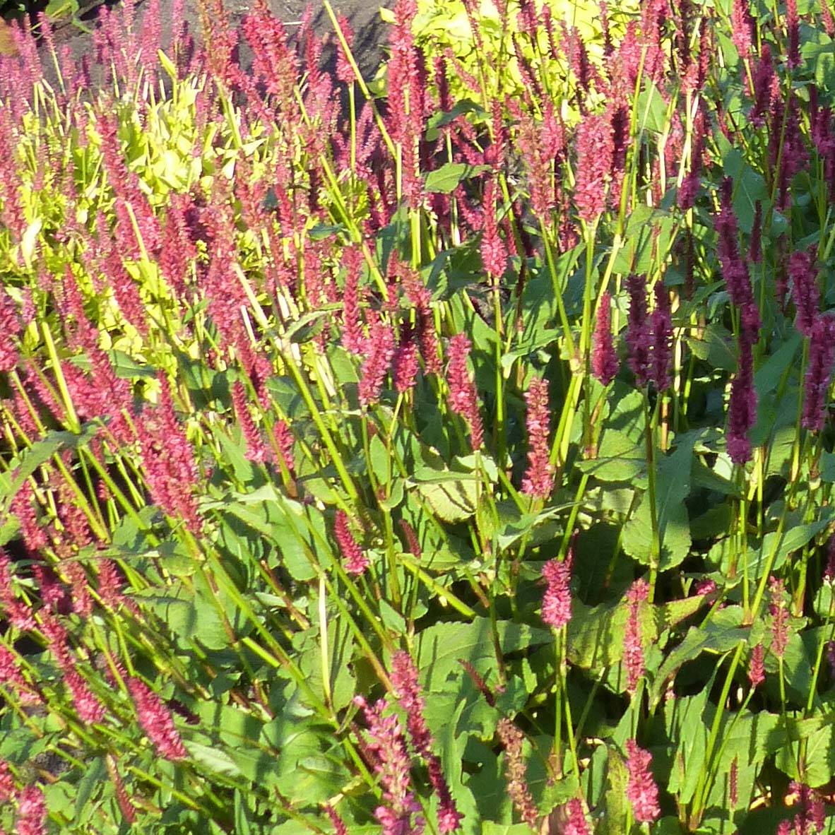 Renouée - Persicaria amplexicaulis JS Delgado Macho Godet de 8/9 cm