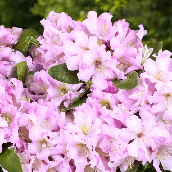 Rhododendron Inkarho Rosa Dufthecke Pot de 4L/5L - Image 1