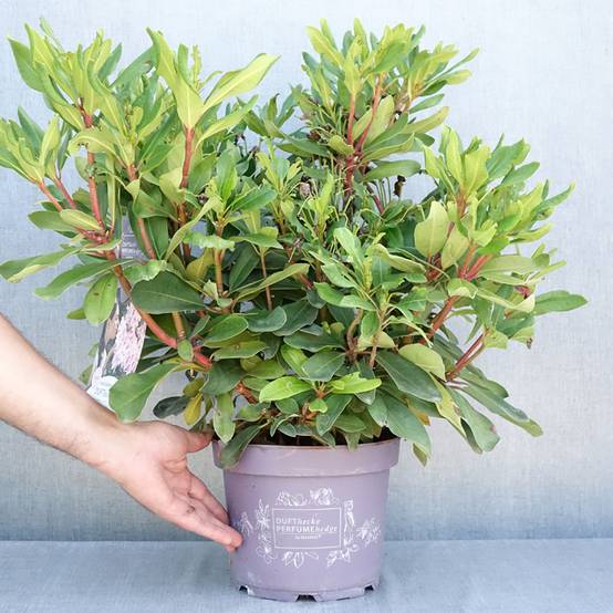Rhododendron Inkarho Rosa Dufthecke Pot de 4L/5L - Image 2