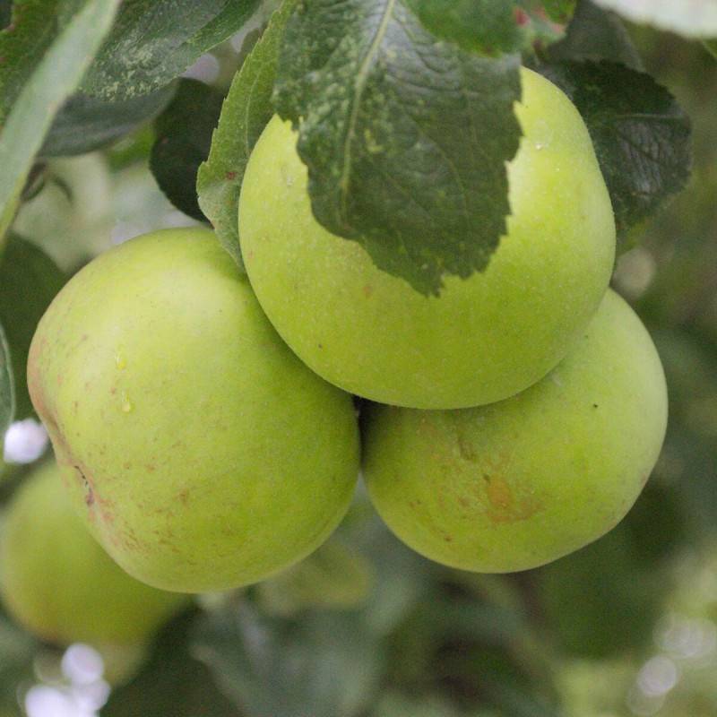 Pommier Calville Blanc - Bon rendement - Pot de 12L - 1/2 tige - 150/175 cm - De 3,00 m à 5,00 m - Imagen 6