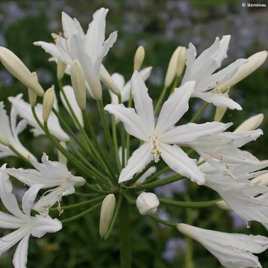 Agapanthe Vallée de la Sarthe Godet de 8/9 cm