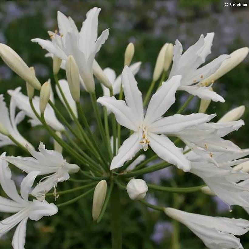 Agapanthe Vallée de la Sarthe Godet de 8/9 cm