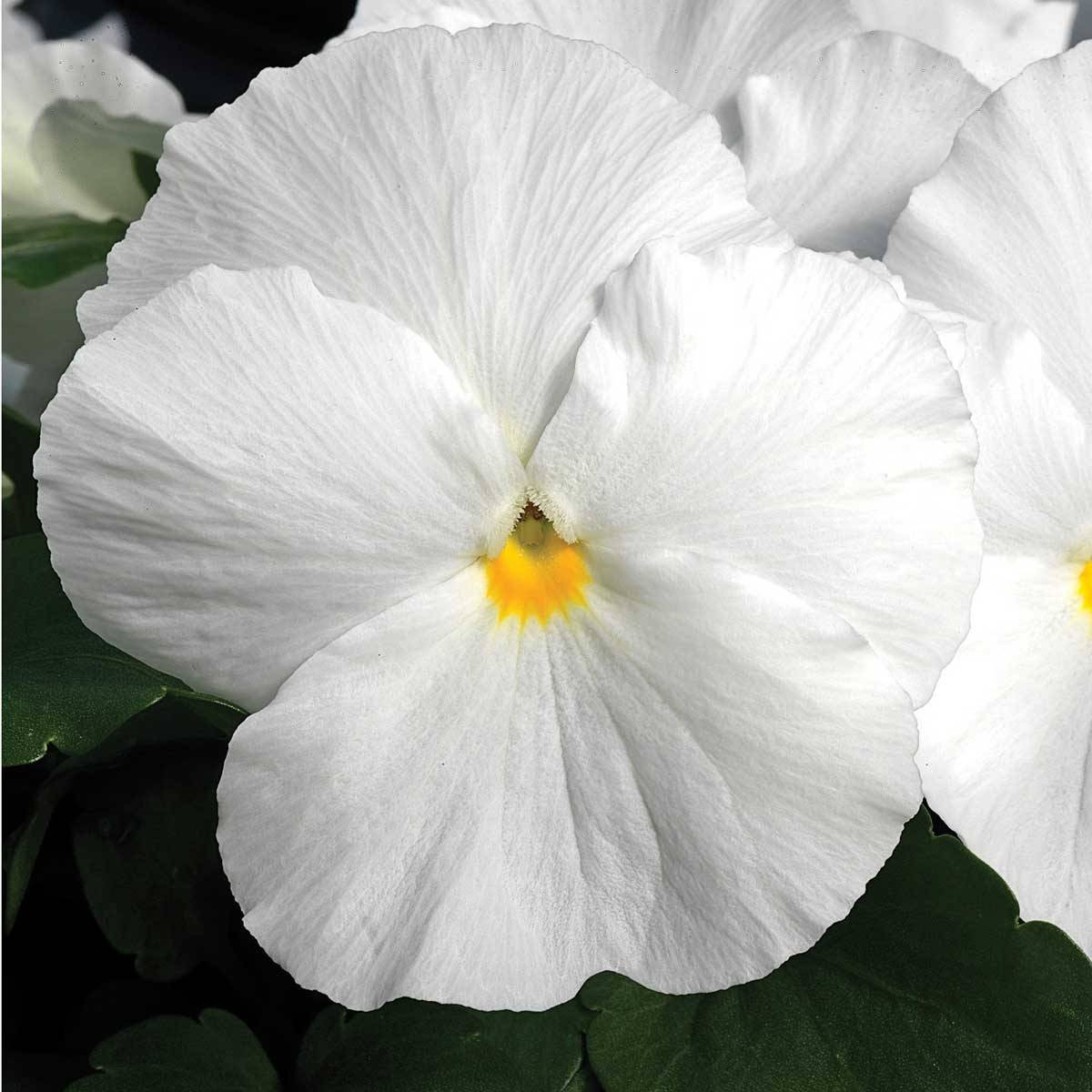 Promesse de Fleurs - Pensée Carrera White Mini-motte Ø 3/4 cm (par 5)