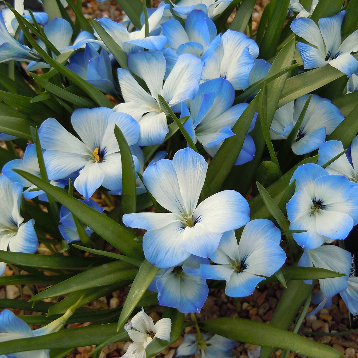 Promesse de Fleurs - Tecophilaea cyanocrocus var. leichtlinii - Crocus bleu du Chili Bulbe calibre I (par 2)