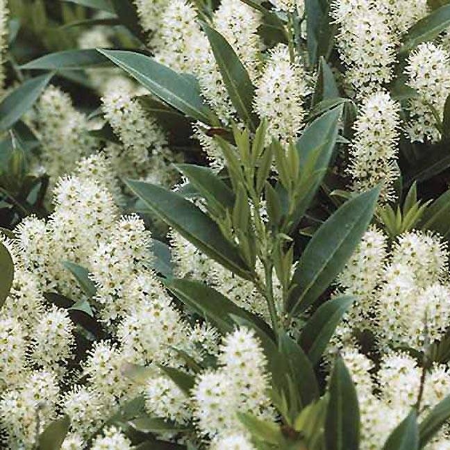 Laurier Cerise Zabeliana - Prunus laurocerasus Pot de 2L/3L - Image 1