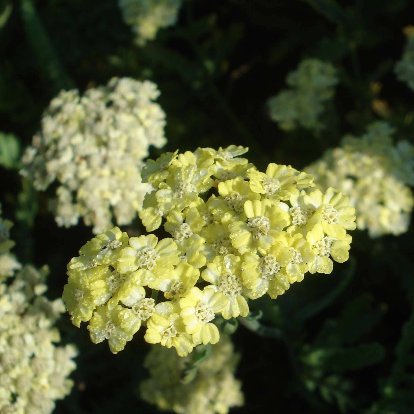 Achillée taygetea - Achillea taygetea Godet de 8/9 cm