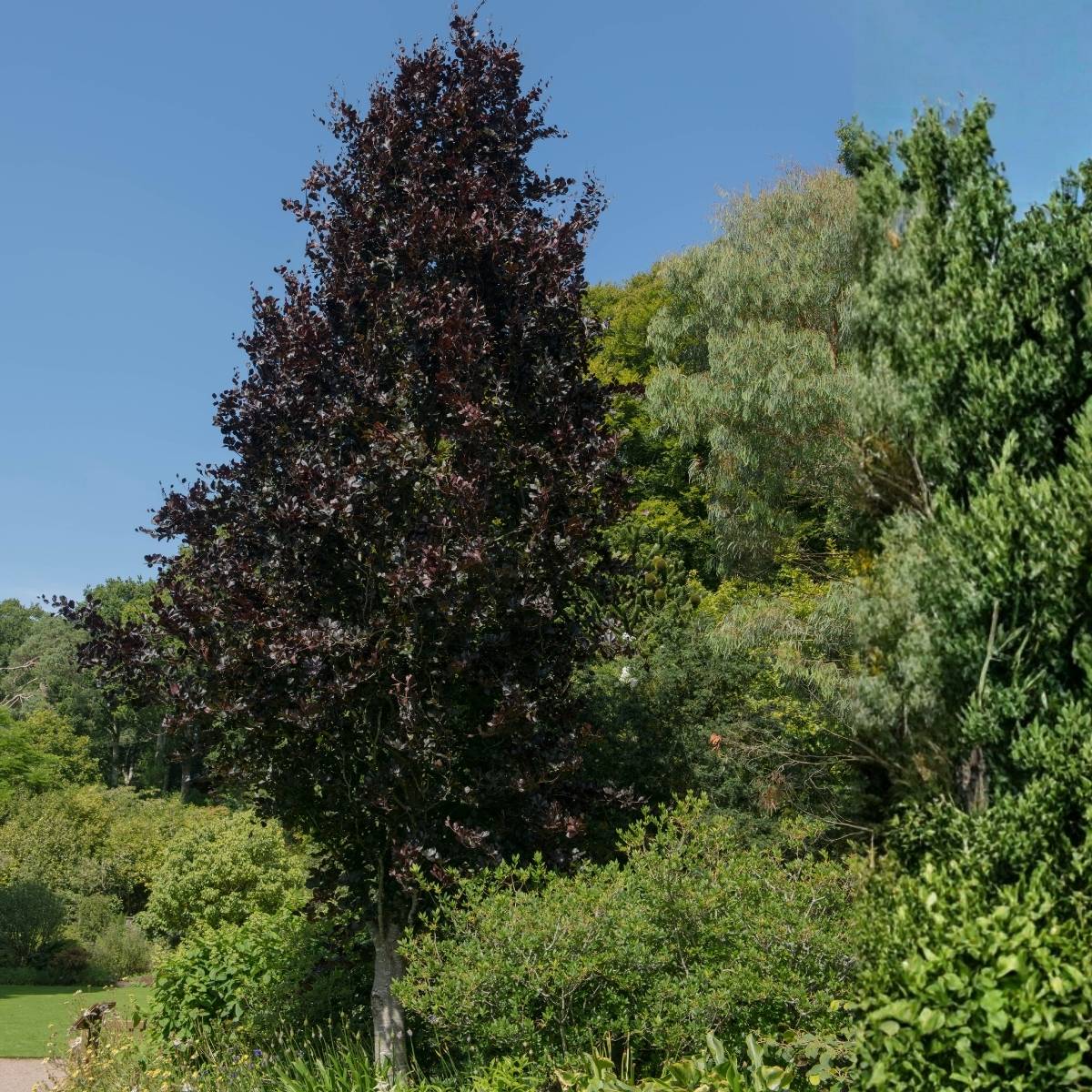 Promesse de Fleurs - Fagus sylvatica Dawyck Purple - Hêtre fastigié pourpre Pot de 4L/5L