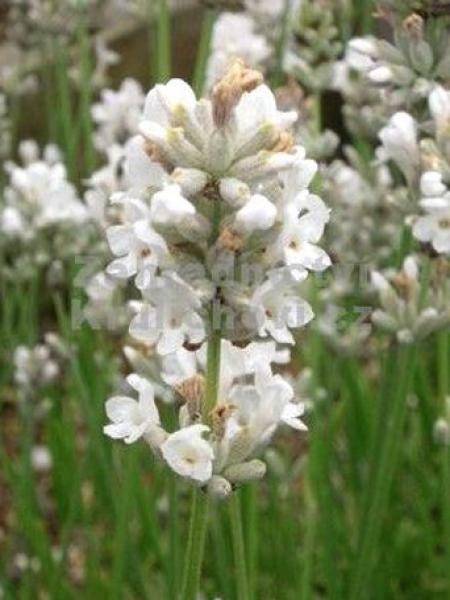 Graines de Lavande Hidcote le sachet de 100 graines environ (0,1g)