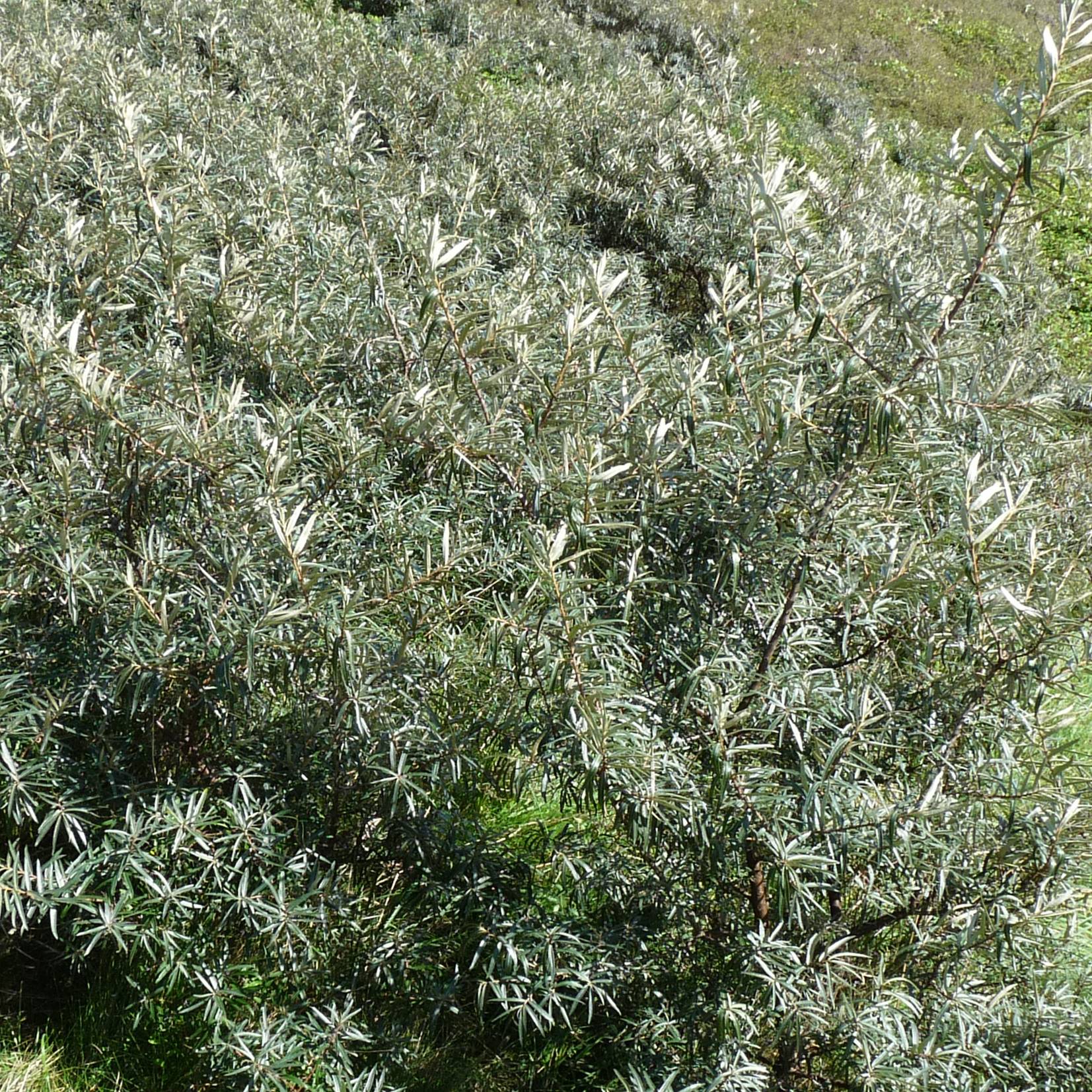Hippophae rhamnoides Pollmix - Argousier Pot de 1,5L/2L - Image 1