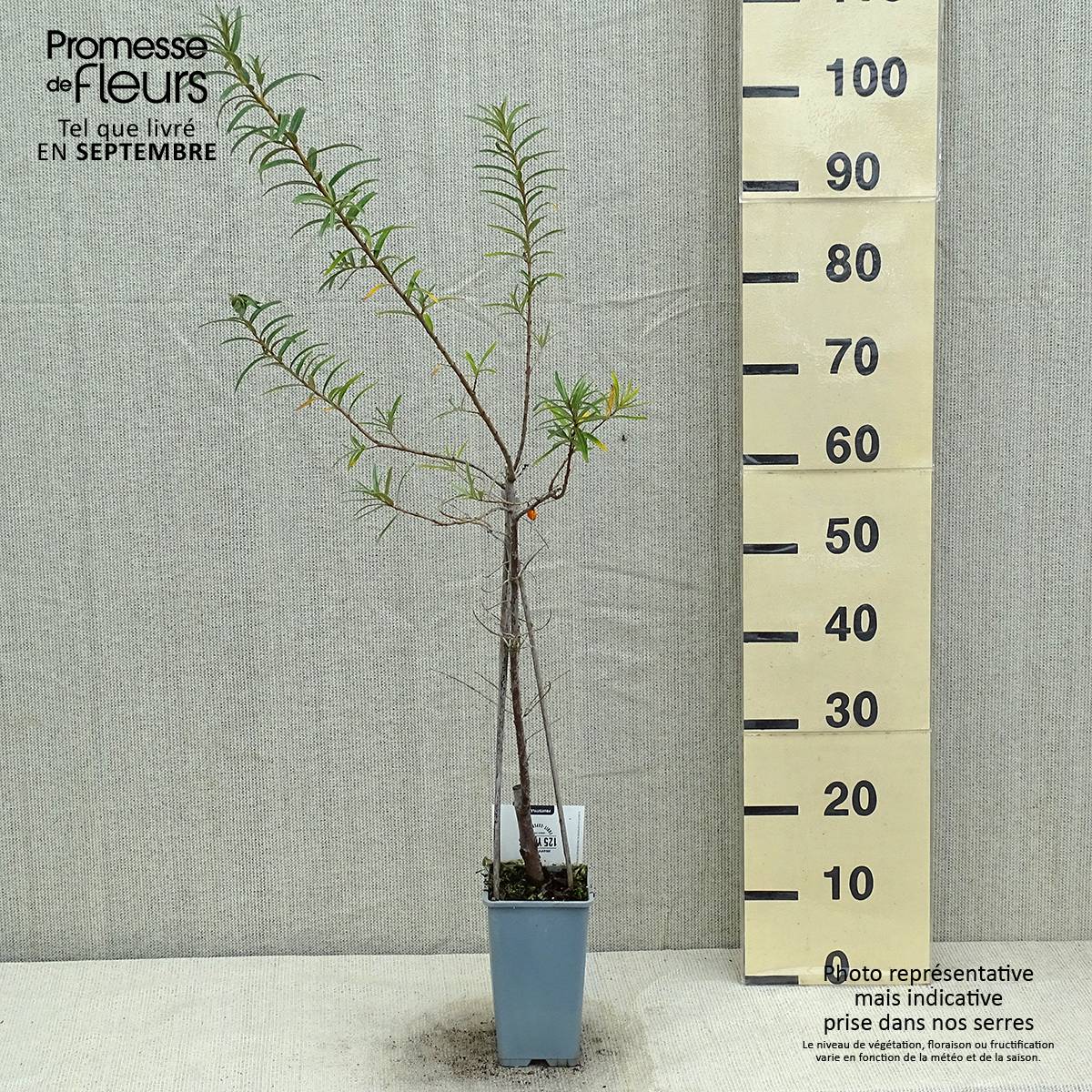 Hippophae rhamnoides Pollmix - Argousier Pot de 1,5L/2L - Image 2